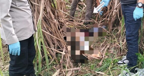 Penemuan Mayat Wanita Di Perkebunan Tebu Ogan Ilir, Diduga Korban Pembunuhan Sadis