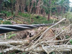 Kabel Listrik Bergelantungan Di Pulau Enggano Ancam Keselamatan Warga
