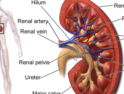 Selain Minum Air Putih, Ini Cara Efektif Menjaga Kesehatan Ginjal Secara Alami