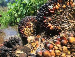 Mandatori Biodiesel B50 Dorong Harga CPO Dan TBS Petani Sawit Naik Tajam