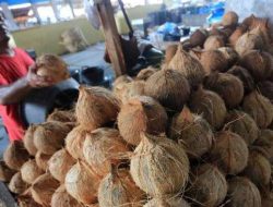 Pemerintah Pertimbangkan Setop Ekspor Kelapa Utuh, Fokus Hilirisasi Produk Perkebunan