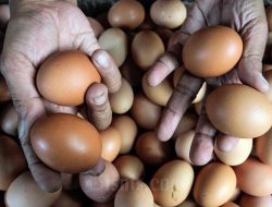 Harga Daging Ayam dan Telur Ayam Ras Naik Menjelang Lebaran 2026