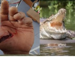 Makin Banyaknya Buaya Menyerang Warga Pulau Enggano