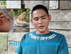 Warga Desa Banjarsari Enggano Diterkam Buaya Saat Mencari Lokan, Selamat dengan 12 Jahitan